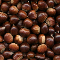 Chestnut, Sweet chestnut, Castanea sativa.