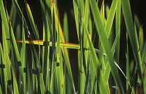 Reeds, Sedge, Phragmites.