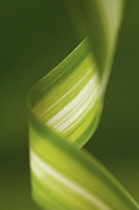 Spiderplant, Chlorophytum comosum.