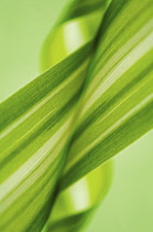 Spiderplant, Chlorophytum comosum.
