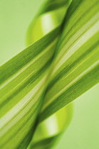 Spiderplant, Chlorophytum comosum.