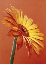 Gerbera.