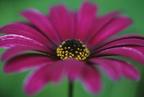 Osteospermum, Osteospermum 'Mansa'.