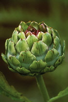 Artichoke, Cynara scolymus 'Green Globe'.