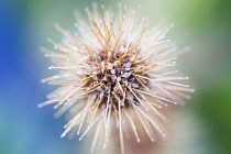 NewZealandburr, Acaena microphylla.