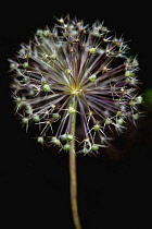 Allium, Allium cristophii.