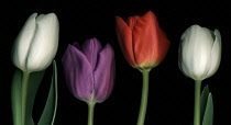 Tulip, Tulipa.