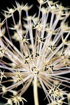 Allium, Allium cristophii.