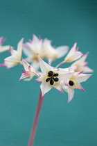 Onion, Wild Onion, Allium crispum.