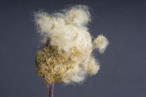 Anemone, Anemone magellanica.