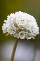 Thrift, Sea pink, Armeria pseudarmeria.