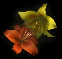 Lily, Lilium.