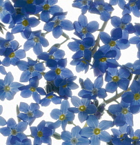 Forget-me-not, Myosotis.