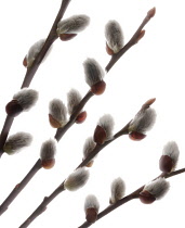 Pussy Willow, Salix caprea.