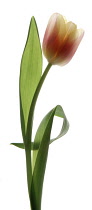 Tulip, Tulipa.