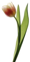 Tulip, Tulipa.