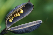 Bluefalseindigo, Baptisia australis.