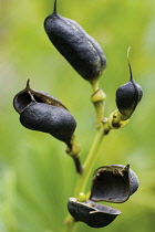 Bluefalseindigo, Baptisia australis.