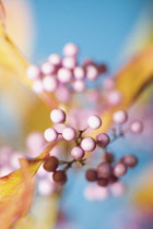 Beautyberry, Callicarpa americana.