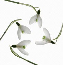 Snowdrop, Galanthus.