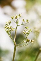 Umbrellaplant, Darmera peltata.