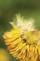 Everlastingflower, Xerochrysum bracteatum 'Dargan Hill Monarch'.