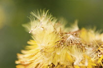 Everlastingflower, Xerochrysum bracteatum 'Dargan Hill Monarch'.