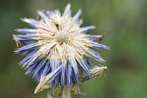 Globe Thistle, Echinops orientalis.