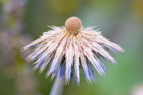 Globe Thistle, Echinops orientalis.