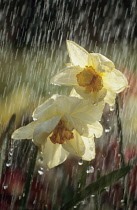 Daffodil, Narcissus.