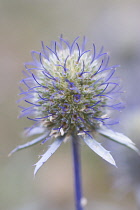 Sea Holly, Eryngium planum.