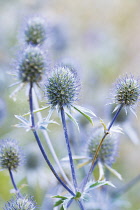 Sea Holly, Eryngium planum.