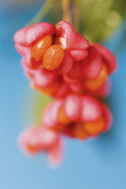 Spindle Tree, Euonymus europaeus.