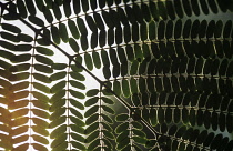 Fern, Tree fern, Dicksonia antarctica.