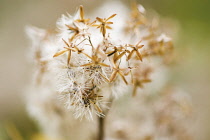 Hemp agrimony, Eupatorium cannabinum.