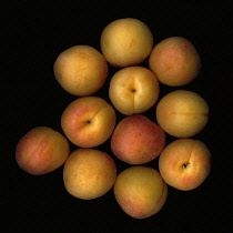 Apricot, Prunus armeniaca.
