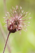 Avens, Geum.