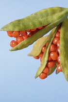 Iris, Stinking iris, Iris foetidissima.