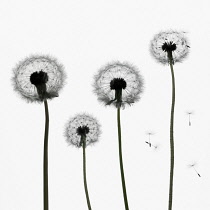 Dandelion clock, Taraxacum officinale.