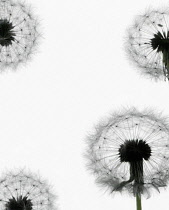 Dandelion clock, Taraxacum officinale.