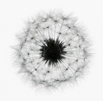 Dandelion clock, Taraxacum officinale.