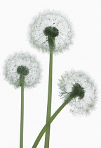 Dandelion clock, Taraxacum officinale.