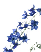 Delphinium.