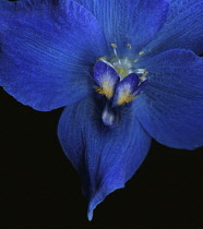 Delphinium.