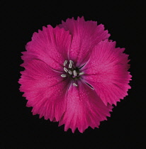 Dianthus.