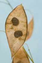 Honesty, Lunaria rediviva.