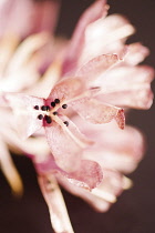 Massonia, Massonia pustulata.