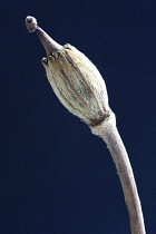 Poppy, Meconopsis napaulensis.