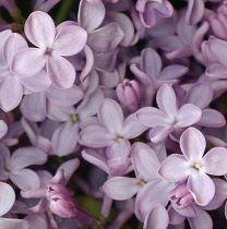 Lilac, Syringa.