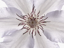 Clematis.